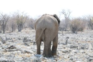 Jess Impiazzi Instagram - The world is full of spectacular places 🌍 
This is day 1 at Etosha national park safari in Namibia! And just look at what we got to see! 🦁🇳🇦🐘