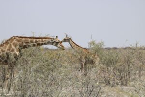 Jess Impiazzi Instagram - The world is full of spectacular places 🌍 
This is day 1 at Etosha national park safari in Namibia! And just look at what we got to see! 🦁🇳🇦🐘