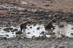 Jess Impiazzi Instagram - The world is full of spectacular places 🌍 
This is day 1 at Etosha national park safari in Namibia! And just look at what we got to see! 🦁🇳🇦🐘