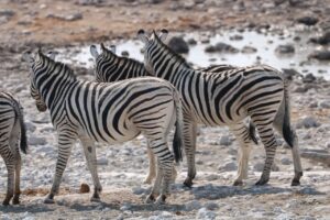 Jess Impiazzi Instagram - The world is full of spectacular places 🌍 
This is day 1 at Etosha national park safari in Namibia! And just look at what we got to see! 🦁🇳🇦🐘