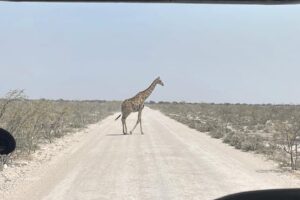 Jess Impiazzi Instagram - The world is full of spectacular places 🌍 
This is day 1 at Etosha national park safari in Namibia! And just look at what we got to see! 🦁🇳🇦🐘