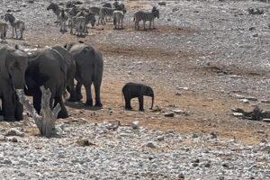 Jess Impiazzi Instagram - The world is full of spectacular places 🌍 
This is day 1 at Etosha national park safari in Namibia! And just look at what we got to see! 🦁🇳🇦🐘