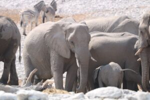 Jess Impiazzi Instagram - The world is full of spectacular places 🌍 
This is day 1 at Etosha national park safari in Namibia! And just look at what we got to see! 🦁🇳🇦🐘