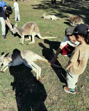 Jian Man-shu Instagram - 🦘🦘🦘
on our summer vacation 
#brisbane  #lonepine #kangaroo #wallaby #202408