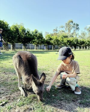 Jian Man-shu Instagram - 🦘🦘🦘
on our summer vacation 
#brisbane  #lonepine #kangaroo #wallaby #202408