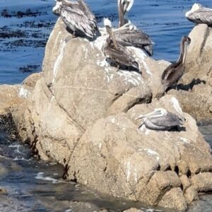 Joana Amaral Dias Instagram - #pacifgrove e toda a zona de #monterey e #carmelbythesea escolhidas como as segundas praias mais bonitas da #california 🌅, pelo Diniz e pela Luz. Daqui a pouco já revelamos as primeiras ☺️