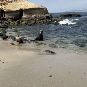 Joana Amaral Dias Instagram - A foca a nadar com as focas 🦭🤣
Estar no mar e na praia com estas grandes nadadoras foi eleita experiência número 1 🥇pelos meus filhos mais novos, nesta nossa grande viagem à #california.
