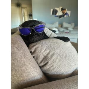 Joanne Wood Instagram - Been a year since my little Dennis the menace aka Raider came in to my life to shake things up! I Love him so much, he’s 99% good but oooooo that 1% …or is it the other way around?! Who cares he has a face that butter wouldn’t melt!😂😇😘 #puglife #raider #dennisthemenace #dababy #prideandjoy