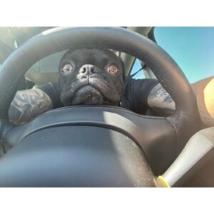 Joanne Wood Instagram - Been a year since my little Dennis the menace aka Raider came in to my life to shake things up! I Love him so much, he’s 99% good but oooooo that 1% …or is it the other way around?! Who cares he has a face that butter wouldn’t melt!😂😇😘 #puglife #raider #dennisthemenace #dababy #prideandjoy