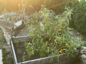 Kimberly McCullough Instagram - Garden update… finally have the thriving tomato plants that I desired… yellow big boys fulfilled my dreams. A surprise spaghetti squash, jalapeños, kale, green peppers, onions and passion fruit all making a memorable appearance. Beginning farmer feeling proud.