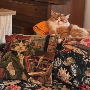 Kristin Bauer Instagram - I’ve said it before and I’ll say it agin…gah!! 😩 This cat!!! 🧡🧡🧡🧡

This is why I bought this pillow in Prague. 

 #samsam #sammy #adoptdontshop🐾 #orangecat #gingercat #ilovecats