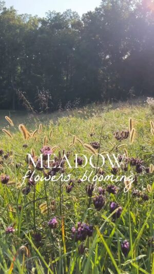 Lauren Liess Instagram - our morning walk at the meadow 🌿 we’ve had some success with flowers!!! This is a huge undertaking and will take us years (probably our forever) but I am so happy to see all the buzzing bees we have now!! The birds seem to love it too and in the later summer afternoons we love to watch them flock to the new native perennials area we created. Woohoo!! I am so filled with gratitude to be moving back to the meadow in 1 month!!! To check out all the details and follow along, be sure to subscribe to our you t.  U be chnl!! 🤍