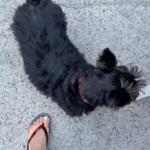 Lavínia Vlasak Instagram - Um #Tbt Italiano com direito a flores, macarrão e até primos do Bolt 🇮🇹🍝🌸🐾

#italy
#food
#scottishterrier