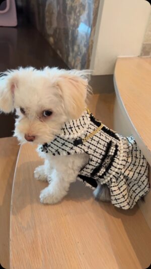 Liberté Chan Instagram - Fully embracing my dog mom era.

From shelter dog to posh pup. This little girl has brought more joy into my life than she will ever know. Looking forward to spoiling her with love for the rest of her life. 

📍 @societyhounds

#puppylove #rescuedog #bfas #adoptadog #adoptdontshop #baladog