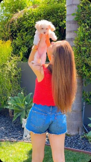 Liberté Chan Instagram - Mommy Mode 🐕💕

It has been one week since we rescued Bala and I’ve quickly learned that her sole purpose is to spread love and joy. Keep sprinkling that sweet fairy dust around wherever you go little one 😍 

#puppylove #rescuedog #bfas #adoptadog #adoptdontshop #baladog