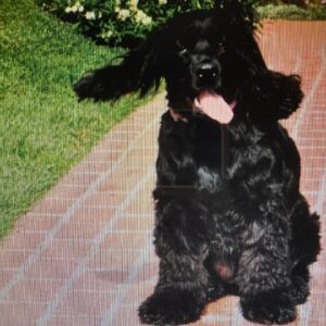 Lucy Davis Instagram - On Friday I had to say goodbye to the best being there is. She was nearly 17. Because of Gracie I learned what this feeling of unconditional love is. And now I need to somehow deal with the loss of her in my life. I don’t really know where to start in telling who she was, she gave me everything and asked for nothing.  I learned so much from her. For her whole life I always knew where she was at any given minute, and now I don’t. That’s one of the hardest parts for me. She was kind, generous, willful, funny, fabulously disobedient, very vocal, and so loving. She was my travel buddy, my playmate, my partner in crime, my love. God I was lucky. 
.
Thank you my girl. Fly free.🐾
.
Until we meet again💞
.
PHOTOS:
*with her mama 
*10 weeks old
*pretending to enjoy a bath
*in her pram/stroller which she loved
*she hated the rain but not as much as this raincoat
*with her grandma and grandad
*with grandma and her uncle Jake
*just looking at each other
*dying to get out the car for her walk
*trying on a wig in the ‘Sabrina’ make up/hair trailer
*her first flight
*hiking Gracie
*with her cousins Rocket and Bee
*Four Seasons lunch
*Gracie and Can
*a few extra
*flying Gracie
*always in motion even when sitting
*finding the sun
☀️