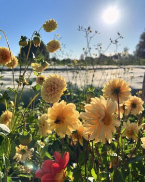 Lynn Van Royen Instagram - Ochtendwandeling naar  @dehoezekouter 🩷🌻