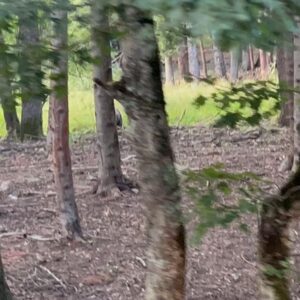 Marisa Passera Instagram - Grazie amico mio della vita @paridevitale per questi giorni ricolmi d’Amore e d’Abruzzo , di polpette e di amici , di risate da cadere per terra e pianti a catinelle, di volpi a cena e di cervi a bordo strada , di milioni di parole gridate e cantate e qualcuna anche sussurrata, di respiro finalmente . E alla fine ieri ho visto perfino  un cucciolo di orso che mangiucchiava nel bosco, e ne rimarrò per sempre incantata 💚 grazie per aver creato questa famiglia di cui per fortuna faccio parte , grazie per aver accolto la mia famiglia, grazie amici miei tutti che siete così speciali ✨✨✨✨✨✨✨#damoreedabruzzo #pescasserolistateofmind