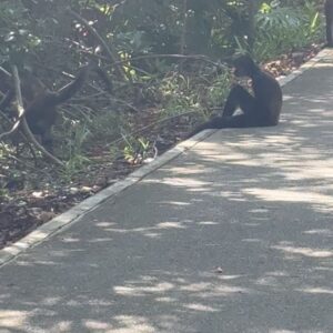Marisol Nichols Instagram - Final Mexico photo dump, monkey included 🇲🇽