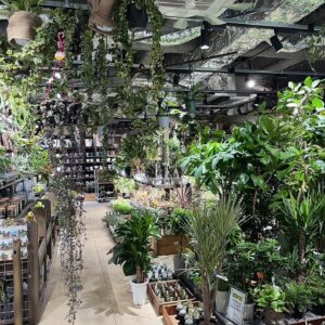Mizuki Yamamoto Instagram - ⋆⸜☾⸝‍⋆

ホームセンターコーナン初の都市型店舗
「gardens umekita」
のオープニングイベントに出席しました。

モンステラを植え替えしたり、
ボトリウムを作る体験もさせていただきました。

西畠さんのお話、もっと聞きたかったです！

「水と緑をもっと身近に」がコンセプトの店舗なのですが、
たくさんの植物はもちろん、
水草や、魚、アクアリウムに関する商品も充実していました。
珍しい植物や、カッコイイ形の植物もたくさんあって、私もゆっくりお買い物したかったです!!
大阪に住んでいたら、、、！

大阪の皆様、是非遊びに行ってみてくださいね☆
植物好きの方はもちろん楽しめると思いますし、
そうでない方もお気に入りが見つかる空間になっていると思います！

#PR
#gardensumekita
#コーナン
#グラングリーン大阪