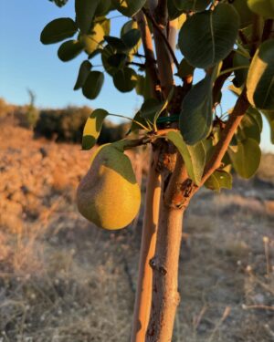 Natalia Dragoumi Instagram - Κάποιες χρωματιστές  καλοκαιρινές στιγμές που θέλω να θυμάμαι… #summer 
#iloveyou #youandme #forevertogether #dream
#summertime #greece
@kooreloo