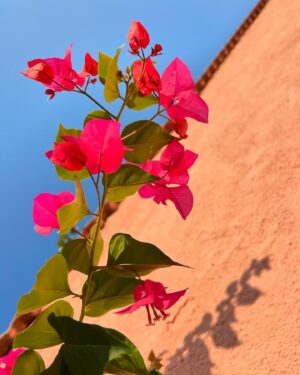 Neroli Meadows Instagram - Happy happy joy joy #sardinia #sardegna #gulfoforosei #coastoforosei #coastofbaunei #calabiriala #costabaunei #spaggiadeigabbiani #poolsofvenus #piscenedivenere #truffles #lamaddalena #lamaddalenaisland #lamaddalenaarchipelago