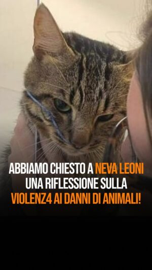 Neva Leoni Instagram - Le persone che fanno violenza sugli animali, sono inclini a farlo anche sugli esseri umani e viceversa?

Dopo il terribile caso del gatto Green che vi abbiamo raccontato ieri, abbiamo chiesto a @nevaleoni un commento sul legame tra i casi di crudeltà a danno degli animali e la violenza fra gli esseri umani, in particolare quella di genere.

E tu cosa ne pensi?