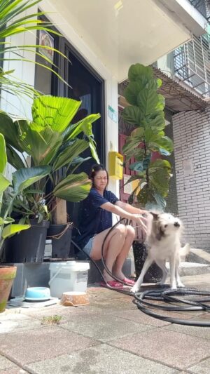 Patty Pei-Yu Lee Instagram - 狗子捲入夏季蟲蟲之亂，洗驅蚤、點藥、吃藥成為這兩週的除蟲儀式🪲🐞🐛
文組的人只有為愛出征時才會拿出科學研究精神，詢問寵物界專家、爬文做功課、檢查完所有天然除蟲產品的成分表，好幾次的實驗，最終勝出幾位天然系驅蟲選手：苦楝油、茶樹、香茅、薰衣草、迷迭香，天竺葵。

剛好材料工作室都有🥲❤️
驅蚤爆毛洗毛餅就此誕生！💥

洗掉蟲蟲，趕快離開波波！不然我腰要斷ㄌ🙃

@famous_dog_bobo 
@piotopia
#dogsofinstagram