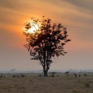 Race Wong Instagram - GRUMETI GOLDEN HOUR 🌅🧡✨

As the sun dips below the horizon in the Grumeti region of the Serengeti, it bathes the sky in vibrant reds and oranges, creating a breathtaking scene over the vast savannah. The warm glow spreads over acacia trees and grasslands, crafting a serene moment in the African wilderness. Nature’s symphony, wildlife silhouettes, and the changing sky colors blend to form a truly mesmerizing Grumeti sunset experience. This isn’t just about visual beauty; it’s about finding tranquility and a profound connection to nature, offering a time for reflection and the creation of enduring memories in one of Africa’s most iconic landscapes 🌅🌞🧡

Wildlife tour guides & Photo credits 
@capewildlifesafari @ianjohnsonwild 

#africa #tanzania #grumeti #sunset #serengeti #summer #summerholidays #rosannewong #drderekbaram