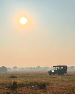 Race Wong Instagram - GRUMETI GOLDEN HOUR 🌅🧡✨

As the sun dips below the horizon in the Grumeti region of the Serengeti, it bathes the sky in vibrant reds and oranges, creating a breathtaking scene over the vast savannah. The warm glow spreads over acacia trees and grasslands, crafting a serene moment in the African wilderness. Nature’s symphony, wildlife silhouettes, and the changing sky colors blend to form a truly mesmerizing Grumeti sunset experience. This isn’t just about visual beauty; it’s about finding tranquility and a profound connection to nature, offering a time for reflection and the creation of enduring memories in one of Africa’s most iconic landscapes 🌅🌞🧡

Wildlife tour guides & Photo credits 
@capewildlifesafari @ianjohnsonwild 

#africa #tanzania #grumeti #sunset #serengeti #summer #summerholidays #rosannewong #drderekbaram