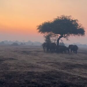 Race Wong Instagram - GRUMETI GOLDEN HOUR 🌅🧡✨

As the sun dips below the horizon in the Grumeti region of the Serengeti, it bathes the sky in vibrant reds and oranges, creating a breathtaking scene over the vast savannah. The warm glow spreads over acacia trees and grasslands, crafting a serene moment in the African wilderness. Nature’s symphony, wildlife silhouettes, and the changing sky colors blend to form a truly mesmerizing Grumeti sunset experience. This isn’t just about visual beauty; it’s about finding tranquility and a profound connection to nature, offering a time for reflection and the creation of enduring memories in one of Africa’s most iconic landscapes 🌅🌞🧡

Wildlife tour guides & Photo credits 
@capewildlifesafari @ianjohnsonwild 

#africa #tanzania #grumeti #sunset #serengeti #summer #summerholidays #rosannewong #drderekbaram