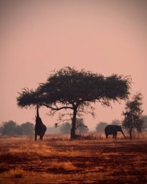 Race Wong Instagram - GRUMETI GOLDEN HOUR 🌅🧡✨

As the sun dips below the horizon in the Grumeti region of the Serengeti, it bathes the sky in vibrant reds and oranges, creating a breathtaking scene over the vast savannah. The warm glow spreads over acacia trees and grasslands, crafting a serene moment in the African wilderness. Nature’s symphony, wildlife silhouettes, and the changing sky colors blend to form a truly mesmerizing Grumeti sunset experience. This isn’t just about visual beauty; it’s about finding tranquility and a profound connection to nature, offering a time for reflection and the creation of enduring memories in one of Africa’s most iconic landscapes 🌅🌞🧡

Wildlife tour guides & Photo credits 
@capewildlifesafari @ianjohnsonwild 

#africa #tanzania #grumeti #sunset #serengeti #summer #summerholidays #rosannewong #drderekbaram