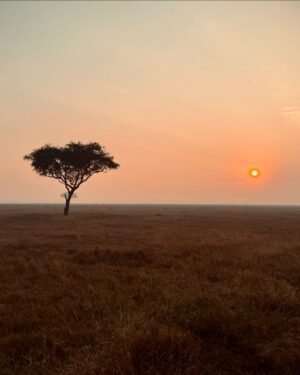 Race Wong Instagram - GRUMETI GOLDEN HOUR 🌅🧡✨

As the sun dips below the horizon in the Grumeti region of the Serengeti, it bathes the sky in vibrant reds and oranges, creating a breathtaking scene over the vast savannah. The warm glow spreads over acacia trees and grasslands, crafting a serene moment in the African wilderness. Nature’s symphony, wildlife silhouettes, and the changing sky colors blend to form a truly mesmerizing Grumeti sunset experience. This isn’t just about visual beauty; it’s about finding tranquility and a profound connection to nature, offering a time for reflection and the creation of enduring memories in one of Africa’s most iconic landscapes 🌅🌞🧡

Wildlife tour guides & Photo credits 
@capewildlifesafari @ianjohnsonwild 

#africa #tanzania #grumeti #sunset #serengeti #summer #summerholidays #rosannewong #drderekbaram
