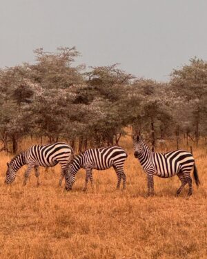 Race Wong Instagram - GRUMETI GOLDEN HOUR 🌅🧡✨

As the sun dips below the horizon in the Grumeti region of the Serengeti, it bathes the sky in vibrant reds and oranges, creating a breathtaking scene over the vast savannah. The warm glow spreads over acacia trees and grasslands, crafting a serene moment in the African wilderness. Nature’s symphony, wildlife silhouettes, and the changing sky colors blend to form a truly mesmerizing Grumeti sunset experience. This isn’t just about visual beauty; it’s about finding tranquility and a profound connection to nature, offering a time for reflection and the creation of enduring memories in one of Africa’s most iconic landscapes 🌅🌞🧡

Wildlife tour guides & Photo credits 
@capewildlifesafari @ianjohnsonwild 

#africa #tanzania #grumeti #sunset #serengeti #summer #summerholidays #rosannewong #drderekbaram