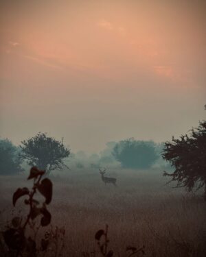 Race Wong Instagram - GRUMETI GOLDEN HOUR 🌅🧡✨

As the sun dips below the horizon in the Grumeti region of the Serengeti, it bathes the sky in vibrant reds and oranges, creating a breathtaking scene over the vast savannah. The warm glow spreads over acacia trees and grasslands, crafting a serene moment in the African wilderness. Nature’s symphony, wildlife silhouettes, and the changing sky colors blend to form a truly mesmerizing Grumeti sunset experience. This isn’t just about visual beauty; it’s about finding tranquility and a profound connection to nature, offering a time for reflection and the creation of enduring memories in one of Africa’s most iconic landscapes 🌅🌞🧡

Wildlife tour guides & Photo credits 
@capewildlifesafari @ianjohnsonwild 

#africa #tanzania #grumeti #sunset #serengeti #summer #summerholidays #rosannewong #drderekbaram