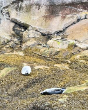 Raquel Sánchez Silva Instagram - Y los fuegos artificiales nos despidieron en Quebec para nuestra última visita en el este de Canadá: TADOUSSAC. Zona de avistamiento de ballenas y focas. Residencia permanente de belugas. Fiordo maravilloso. 
Respecto a las excursiones en barco podéis hacerla en zodíaco o en barco cubierto. Con niños, sin duda, barco porque hace mucho frío en agosto 😂😂😂😂. 
Con estas vistas, regresaremos a Montreal para dirigirnos a las Rocosas. 
Seguimos!! 
#viajeenfamilia
🇨🇦