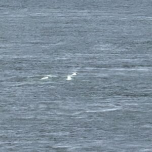 Raquel Sánchez Silva Instagram - Y los fuegos artificiales nos despidieron en Quebec para nuestra última visita en el este de Canadá: TADOUSSAC. Zona de avistamiento de ballenas y focas. Residencia permanente de belugas. Fiordo maravilloso. 
Respecto a las excursiones en barco podéis hacerla en zodíaco o en barco cubierto. Con niños, sin duda, barco porque hace mucho frío en agosto 😂😂😂😂. 
Con estas vistas, regresaremos a Montreal para dirigirnos a las Rocosas. 
Seguimos!! 
#viajeenfamilia
🇨🇦
