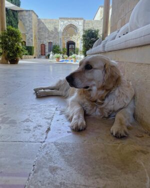 Reem Khoury Instagram - @miraminpalace 🤍 
And meet خانم 🐩