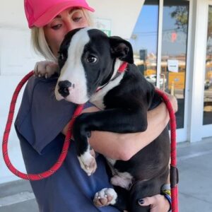 Rena Sofer Instagram - What do you do when you can’t #foster or #adopt ?? You provide #transport for a #rescue in need to get a dog OUT of the #shelter and INTO a rescue so another life will be saved. Just 3 hours out of our day saved this beautiful boy Sylvester!! He was so terrified at first. He’s just a baby. But he started wagging his tail once he got on @sbookstaver lap (just like I do 🥰) and he felt safe! He’s at a new Foster through @lisachiarelli and is available for #adoption He’s a beautiful boy with his whole life ahead of him!!! #duber #fosteringsaveslives #adoptdontshop