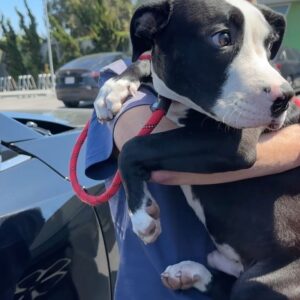 Rena Sofer Instagram - What do you do when you can’t #foster or #adopt ?? You provide #transport for a #rescue in need to get a dog OUT of the #shelter and INTO a rescue so another life will be saved. Just 3 hours out of our day saved this beautiful boy Sylvester!! He was so terrified at first. He’s just a baby. But he started wagging his tail once he got on @sbookstaver lap (just like I do 🥰) and he felt safe! He’s at a new Foster through @lisachiarelli and is available for #adoption He’s a beautiful boy with his whole life ahead of him!!! #duber #fosteringsaveslives #adoptdontshop