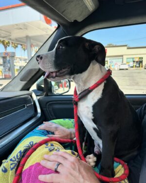 Rena Sofer Instagram - What do you do when you can’t #foster or #adopt ?? You provide #transport for a #rescue in need to get a dog OUT of the #shelter and INTO a rescue so another life will be saved. Just 3 hours out of our day saved this beautiful boy Sylvester!! He was so terrified at first. He’s just a baby. But he started wagging his tail once he got on @sbookstaver lap (just like I do 🥰) and he felt safe! He’s at a new Foster through @lisachiarelli and is available for #adoption He’s a beautiful boy with his whole life ahead of him!!! #duber #fosteringsaveslives #adoptdontshop