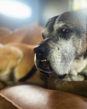 Renée Felice Smith Instagram - M A B E L I N A 🎀🎀🎀 

I found Mabel as a stray on the streets of downtown LA ten years ago. She was about 1 or 2 then. Check her out. Girl knows how to liiiiiive 💫

#adoptdontshop #mabeltherescueenglishmastiff