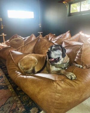 Renée Felice Smith Instagram - M A B E L I N A 🎀🎀🎀 

I found Mabel as a stray on the streets of downtown LA ten years ago. She was about 1 or 2 then. Check her out. Girl knows how to liiiiiive 💫

#adoptdontshop #mabeltherescueenglishmastiff