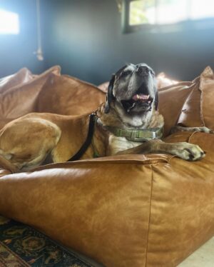 Renée Felice Smith Instagram - M A B E L I N A 🎀🎀🎀 

I found Mabel as a stray on the streets of downtown LA ten years ago. She was about 1 or 2 then. Check her out. Girl knows how to liiiiiive 💫

#adoptdontshop #mabeltherescueenglishmastiff