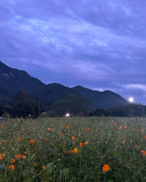 Roh Yoon-seo Instagram - 행복하고, 재밌고, 영광이었던
🌲아무도 없는 숲속에서 🌲 
전의선🫶🍅👩‍⚕️
#Thefrog