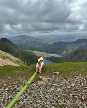 Sally Phillips Instagram - Snowden. I was shat on by an eagle. #Beloved says ‘seagull’ but guano hit too powerful for mere seabird so the story is eagle and I’m sticking with it. Proud of our little dogs making it to the summit and back.