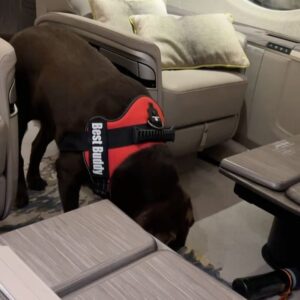 Sameksha Instagram - A lil slice of Sky #familyvacation #petdogonboard #Miloonboard #funflight #flyhighinthenightsky