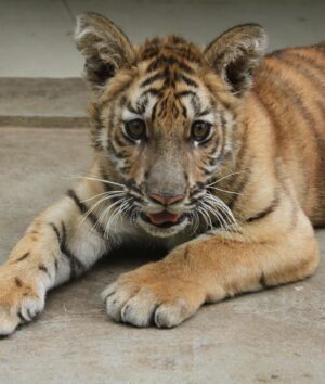 Samyukta Hornad Instagram - Adopted Sinchana, the 28-month-old female cub yesterday at Bannerghatta Biologocal Park, she suffers from neurological weakness and may not survive in the wild independently. The cub is being cared for at the BBP’s Rescue Centre. The adoption program covers the cub’s daily food needs, maintenance, and veterinary health care expenses :) 

Praana is excited to announce that we will be expanding into the wildlife domain soon. This represents a significant opportunity for Praana and everyone associated with us to deliver the care that we have been giving to domesticated animals to wildlife as well. We look forward to working with passionate individuals, professionals and organisations in making the world a better place for all animals. :) 

Thank you @tekionforceindia @tekionforceusa for your kindness, for our partnership and for making the world a better place for animals :) 

#Tiger #adoption #Praana
