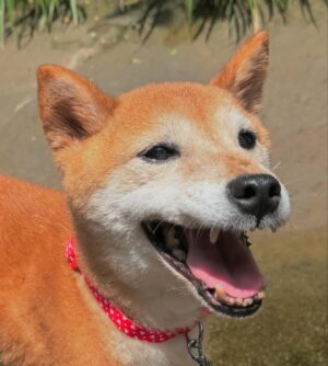Sayu Kubota Instagram - 過ぎた夏と初秋.🥩⚽️🎙️🎨💞🐕