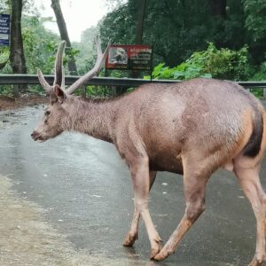 Sindhu Lokanath Instagram - Just stopped by to say, Hello.. How ya doing????